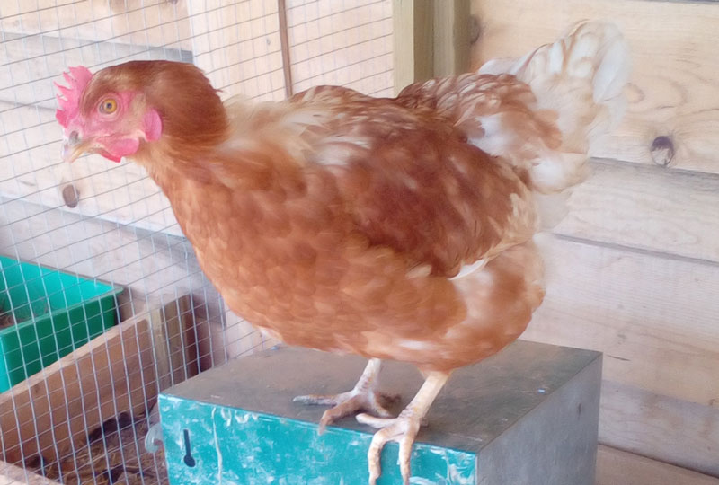 Galinha poedeira