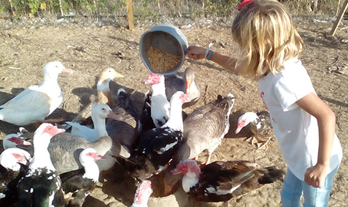 Alimentar os animais