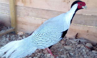 Aves