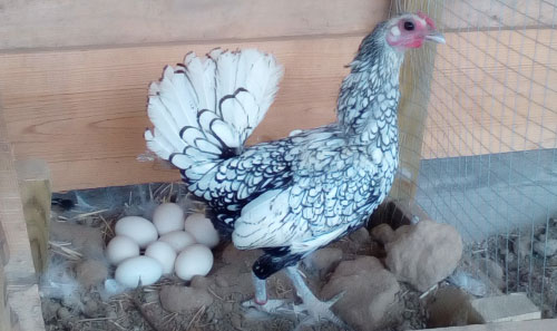 Galinha Sebright
