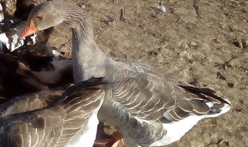 Patos Gansos