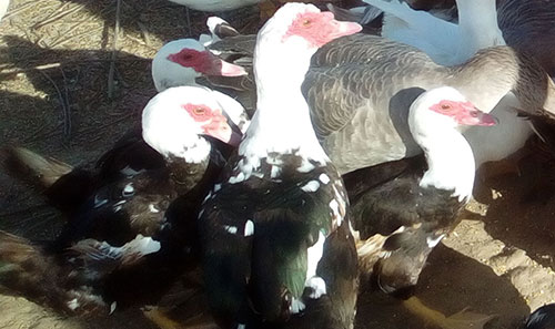Patos Mudos