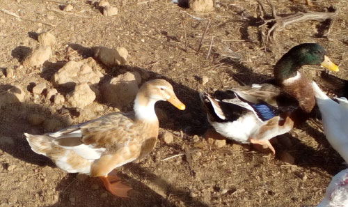Patos Rouen