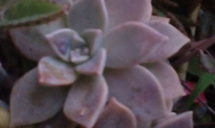 Plantas Suculentas