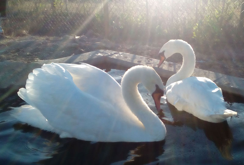 Cisne Branco