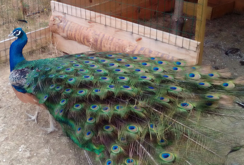 Pavão Azul